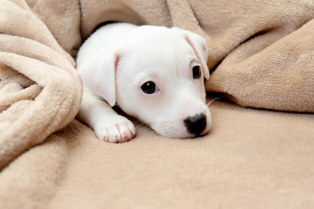 Cute and little doggy posing cheerful in comfortable soft plaid