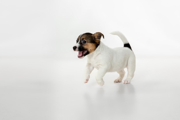 Free Photo cute and little doggy posing cheerful isolated on gray