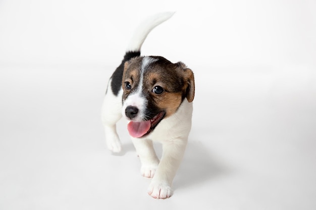 Free photo cute and little doggy posing cheerful isolated on gray