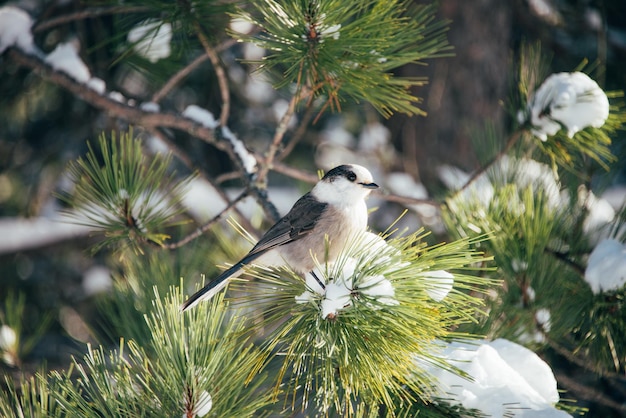 Free photo cute little gray jay bird perched on a snowy spruce branch