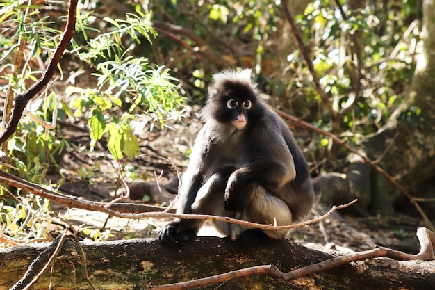 Free photo cute little macaque sitting on a log of wood