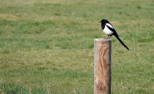 Free Photo cute little magpie standing on a round wooden pole in a field of grass