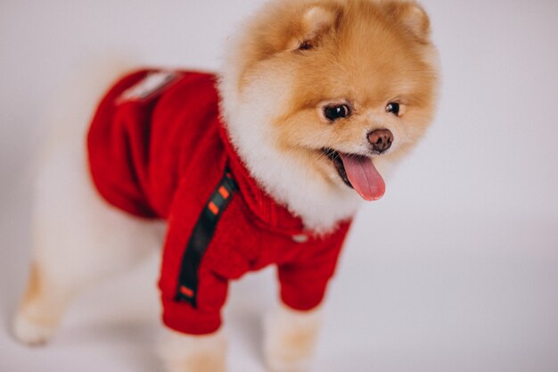 Cute little spitz on white background