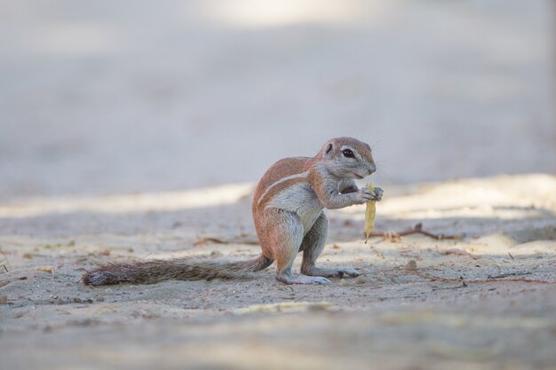 Cute little squirrel standing on the middle of the sand covered ground