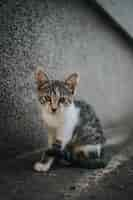 Free photo cute little tabby cat sitting on the ground outdoors