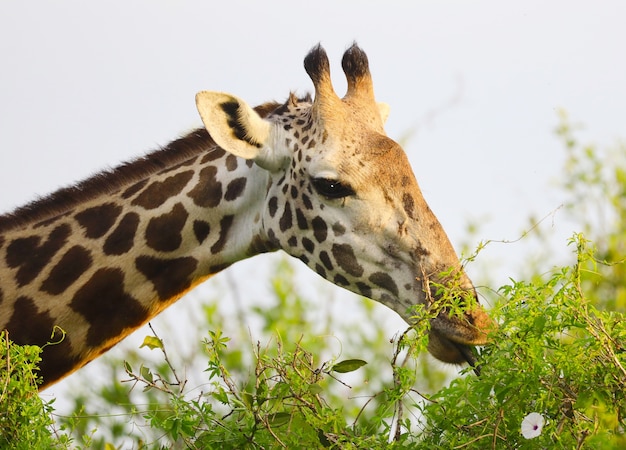 Cute Massai Giraffe in Tsavo East National park, Kenya, Africa