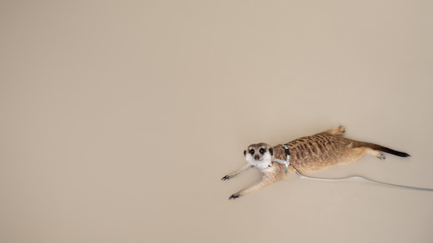 Cute meerkat with leash in studio