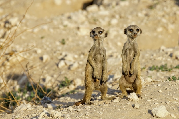 Free Photo cute meerkats of suricat in a desert area at daytime