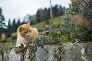 Free photo cute orange cat playing with grass