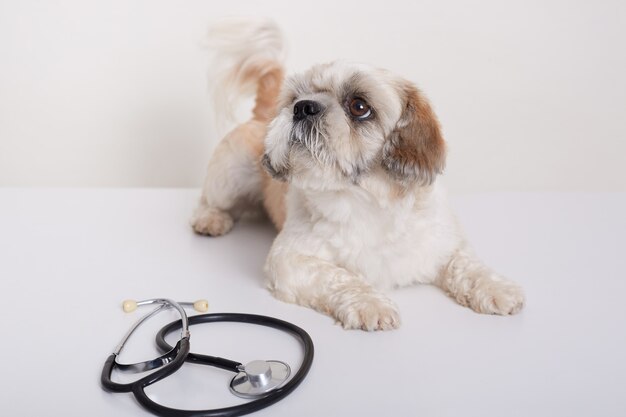 Cute Pekingese dog lying on table with stethoscope in veterinary clinic