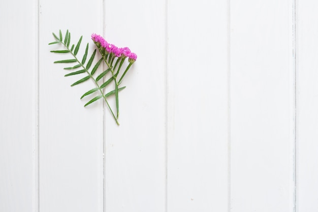 Cute plants on white wooden background