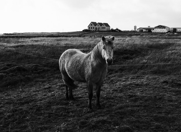 cute pony standing in a field