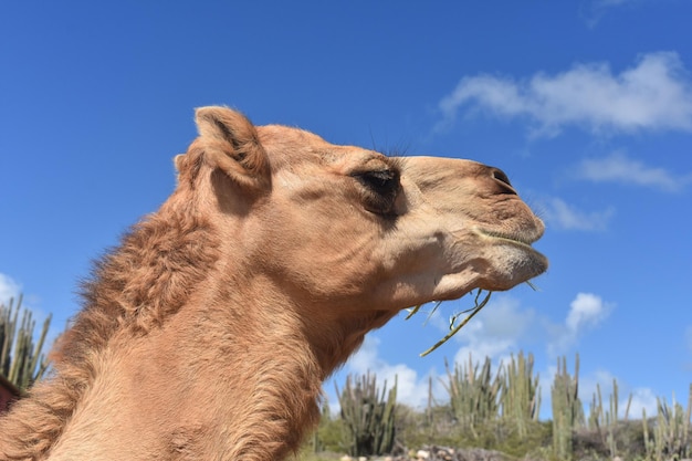 Free photo cute profile of a dromedary camel in the desert.