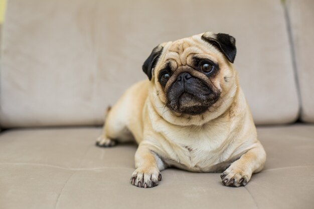 Cute Pug Laying Down on Couch at home