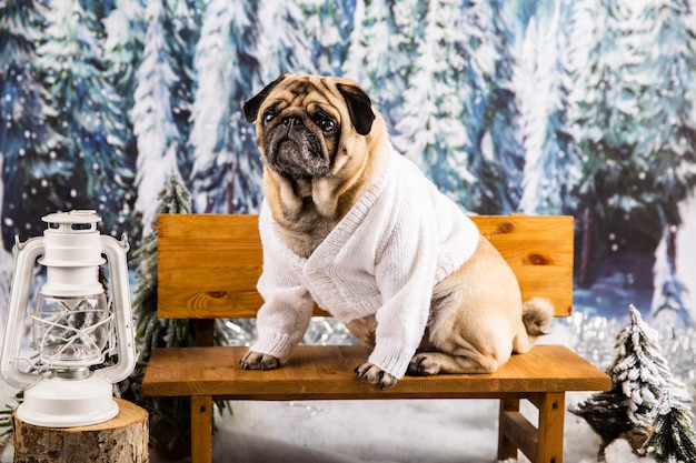 Free photo cute pug in sweater on bench