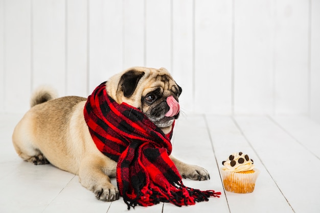 Free photo cute pug wearing checkered scarf and licking its nose near cupcake