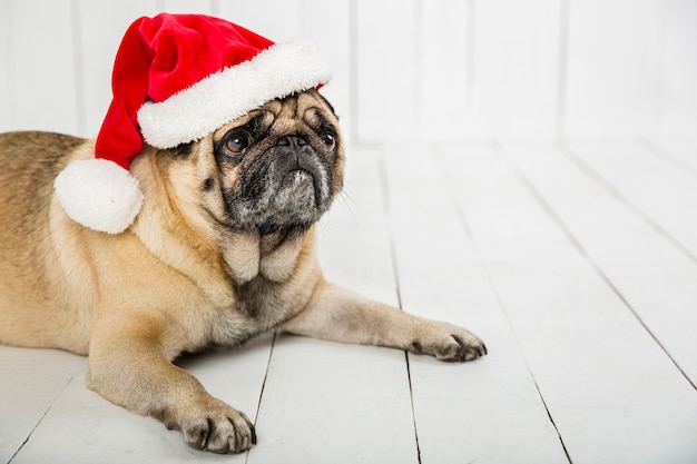 Free photo cute pug wearing santa hat