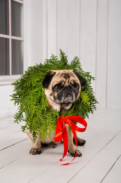 Free Photo cute pug wearing wreath decoration around the neck