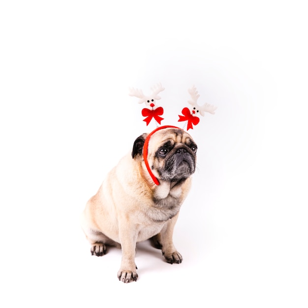 Free photo cute pug with christmas headband