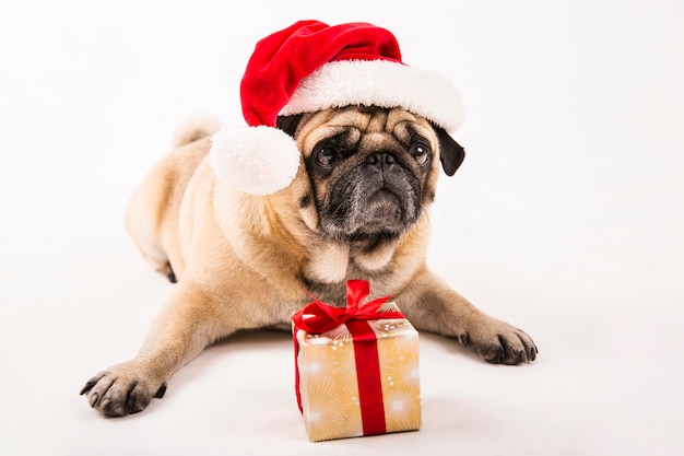 Free Photo cute pug with santa hat and gift laying