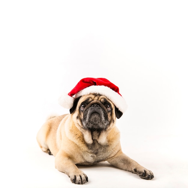 Free photo cute pug with santa hat laying