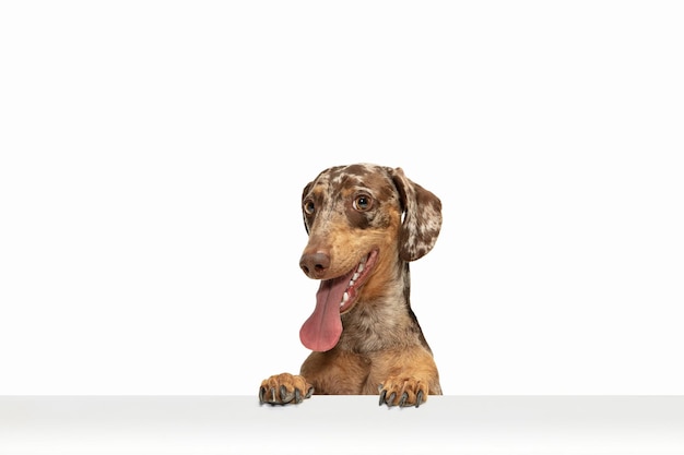 Cute puppy of Dachshund dog posing isolated over white background