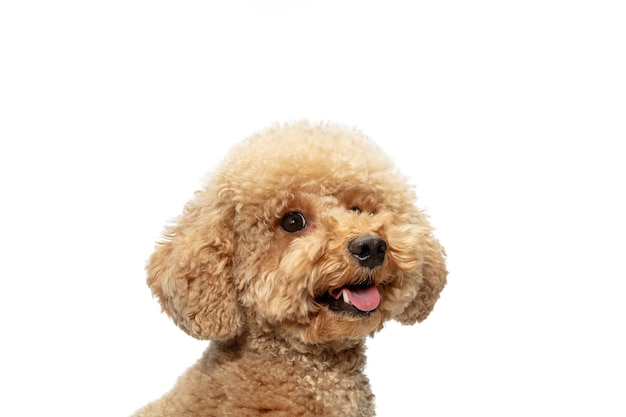 Cute puppy of Maltipoo dog posing isolated over white background