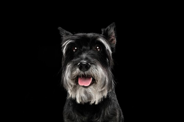 Cute puppy of Miniature Schnauzer dog posing isolated over black background