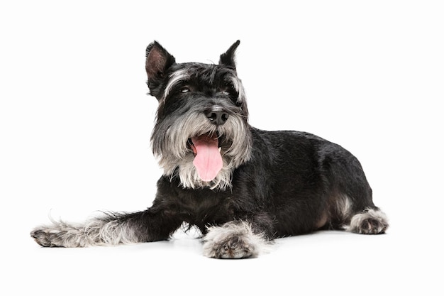 Cute puppy of Miniature Schnauzer dog posing isolated over white background