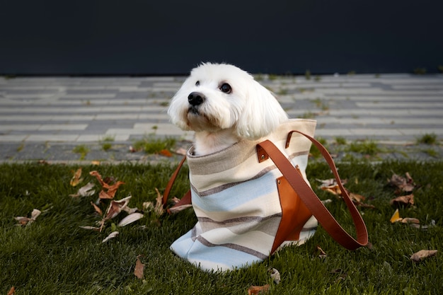 Free Photo cute puppy sitting in bag outdoors