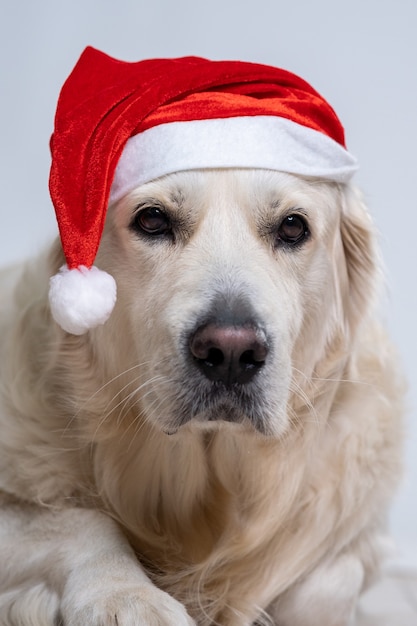 Free photo cute retriever dog wearing a christmas hat