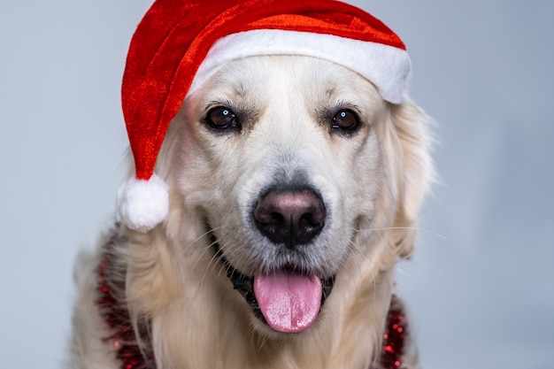 Free photo cute retriever wearing a christmas hat