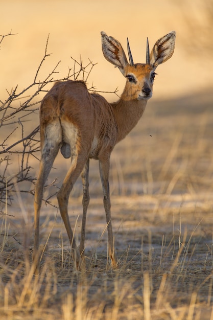 Free photo cute roe deer in the desert near the trees