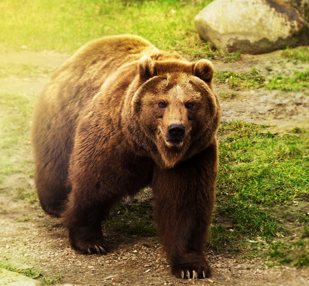 Free Photo cute russian bear walking on green grass. nature background.