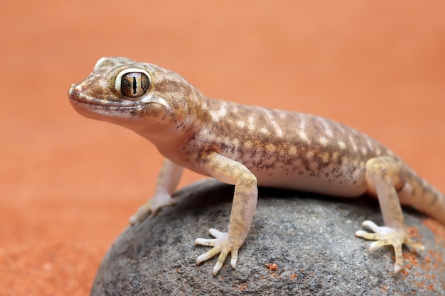 Free photo cute sand gacko sunbathing on the rock