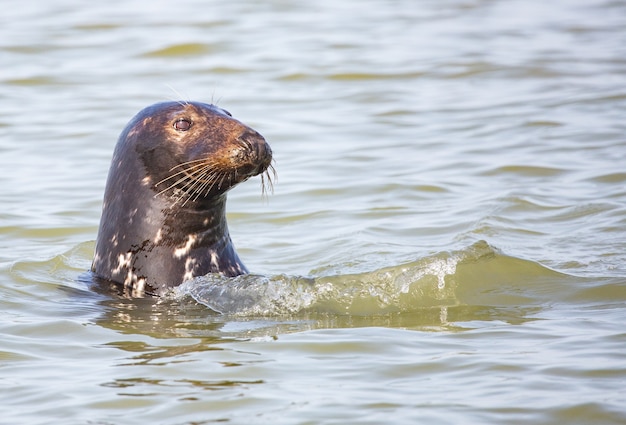 Cute sea lion swimming in the water of the sea