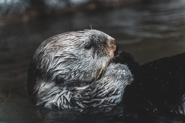 Cute sea otter diving in a sea