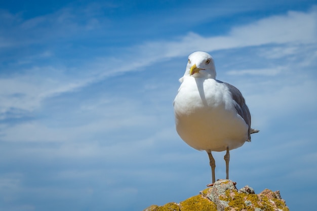 Cute seagull perched on a hill with the beautiful cloudy sky