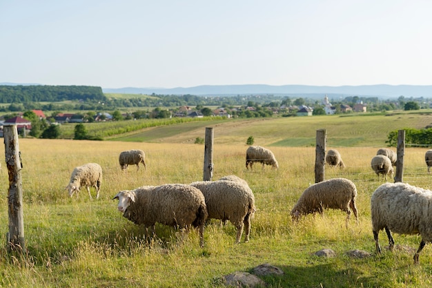 Free photo cute sheep grazing in field