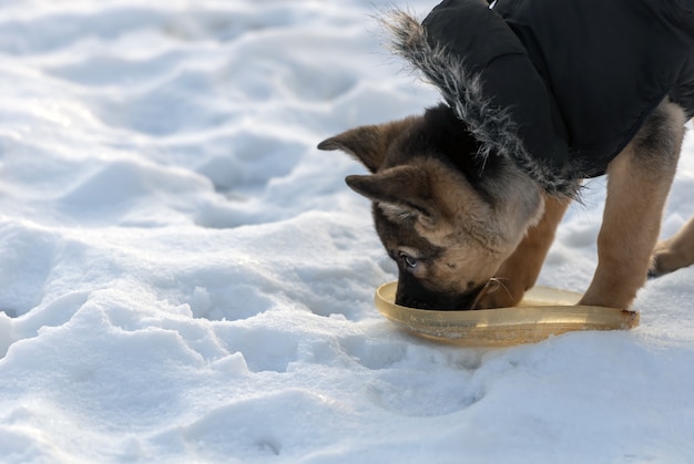 Free photo cute shepherd dog drinking water in the winter