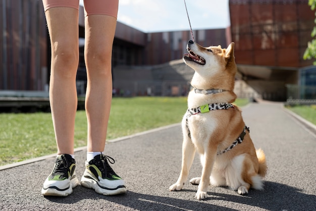 Cute shiba inu pet with family