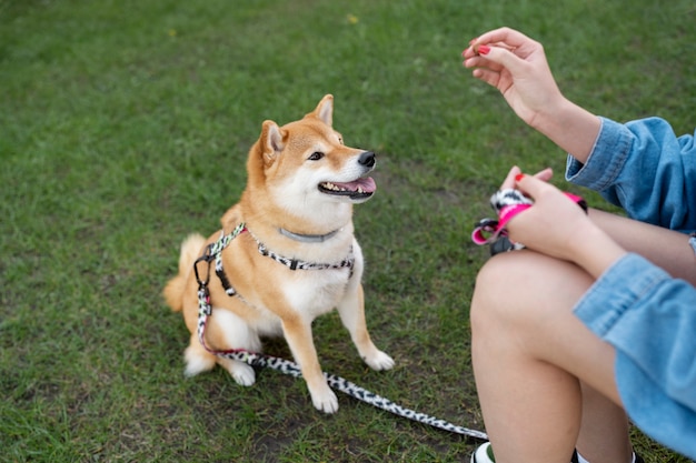 Free photo cute shiba inu pet with family