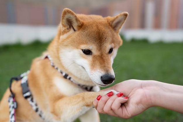 Cute shiba inu pet with family