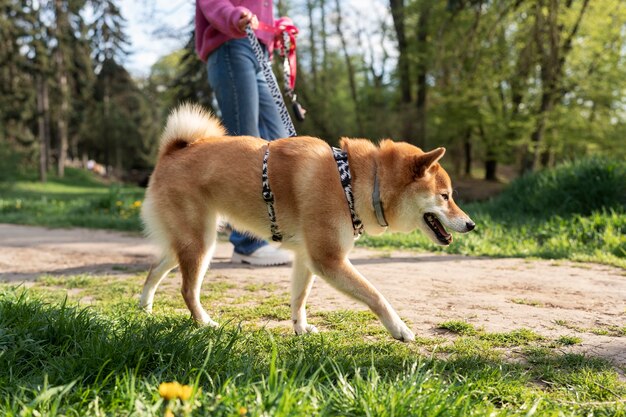 Cute shiba inu pet with family