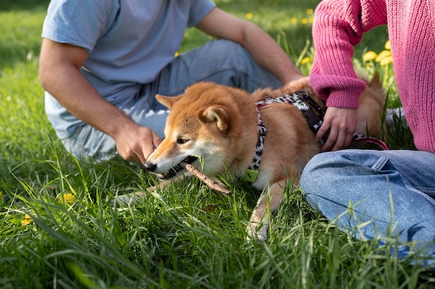 Cute shiba inu pet with family