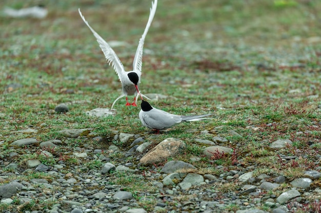 Free photo cute shot of two arctic terns feeding each other in the middle of a field