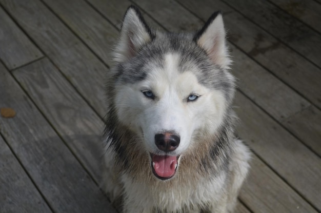 Free Photo cute siberian husky dog sitting on a gray porch.