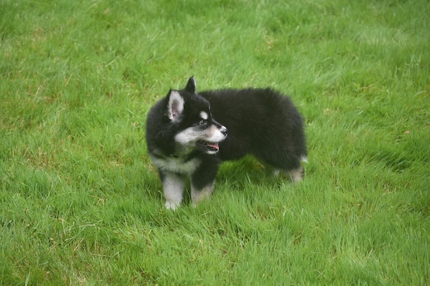 Free photo cute siberian husky panting from running around