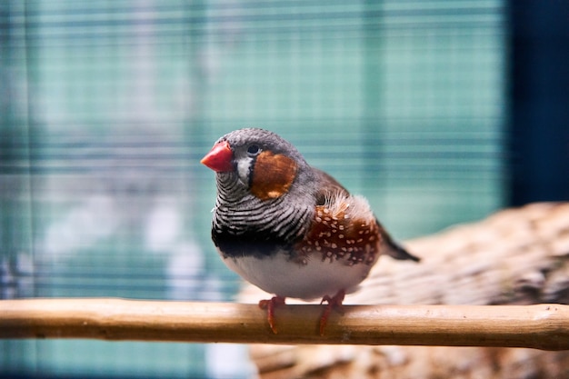 Free photo cute small bird sitting on a wooden branch with a blurred background