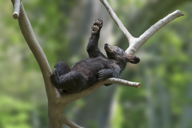 Cute small black bear on a tree branch with blurred background